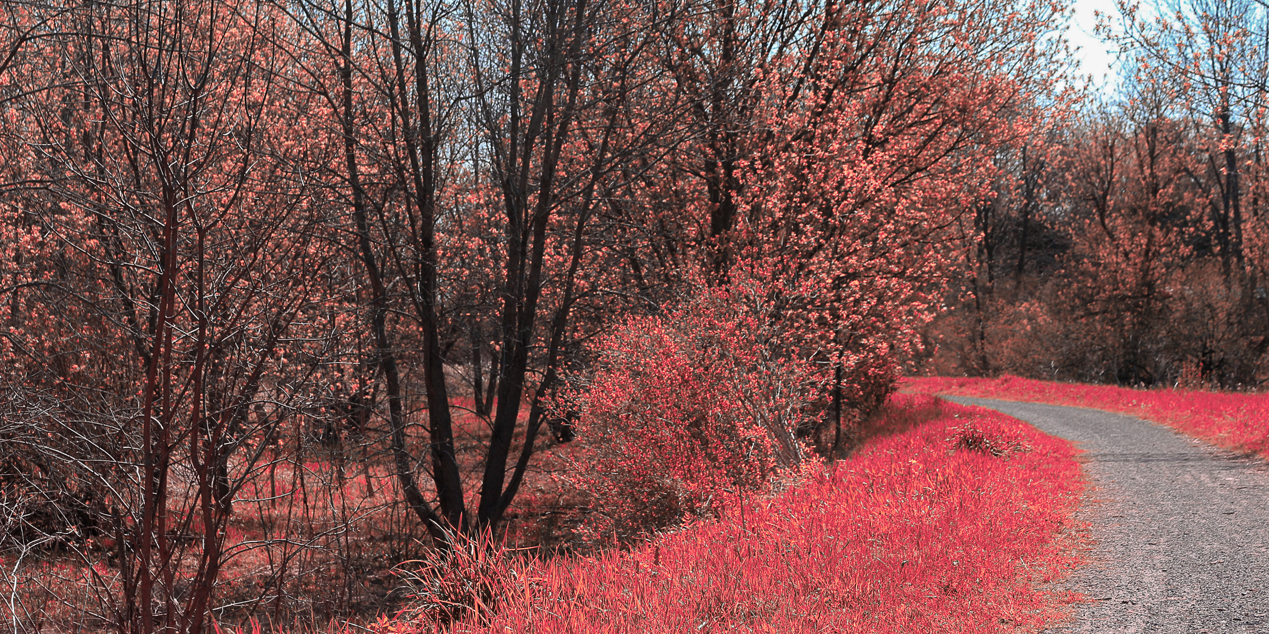 Photo art of a forest landscape by T Cameron. All Rights Reserved. 2022