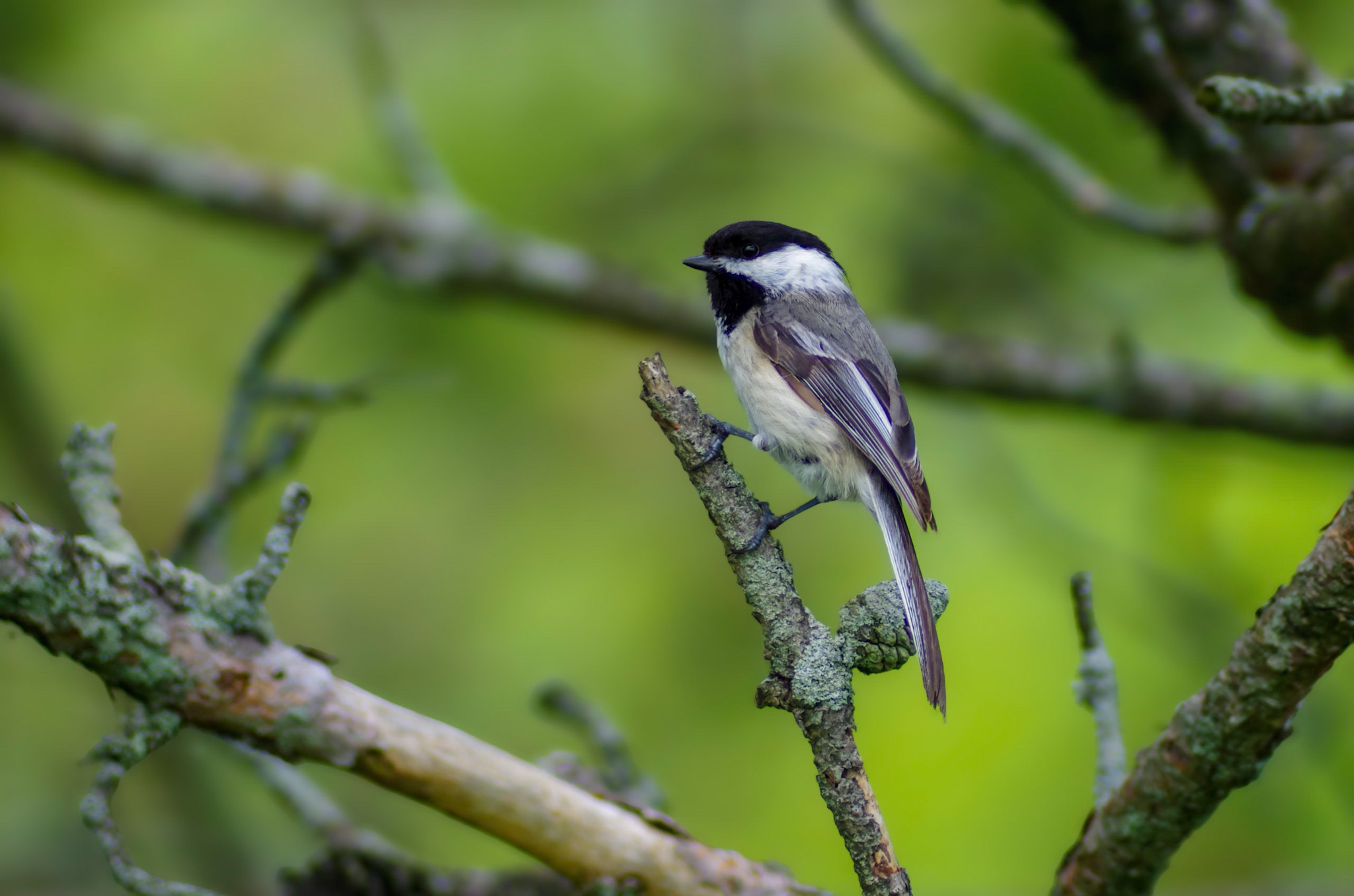 Wildlife photograph of a chickadee taken at Lemoine Point Conservation Area in Kingston, Ontario Canada.